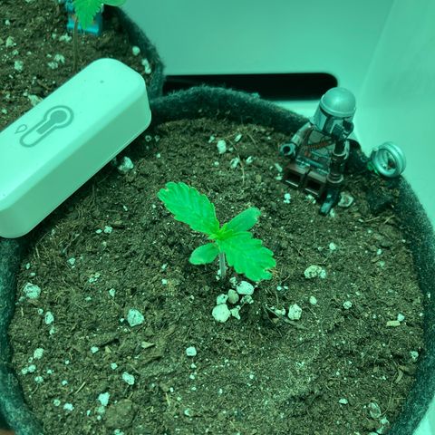 Minigrow One LSD25/CherryCola auto „Mando-Boba-Guard“ growlog timeline photo