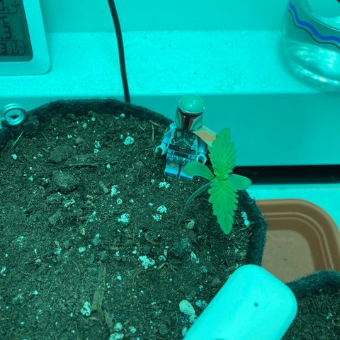 Minigrow One LSD25/CherryCola auto „Mando-Boba-Guard“ growlog timeline photo