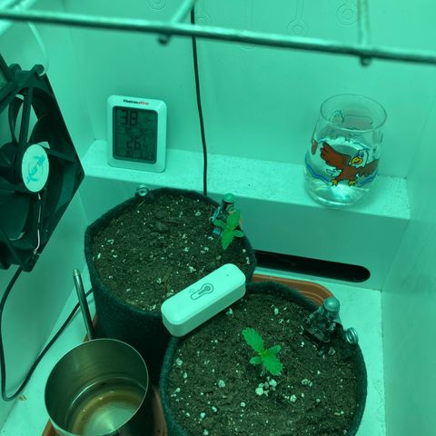 Minigrow One LSD25/CherryCola auto „Mando-Boba-Guard“ growlog timeline photo