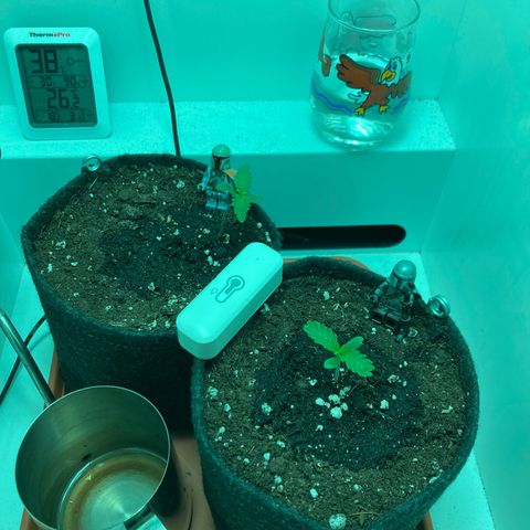 Minigrow One LSD25/CherryCola auto „Mando-Boba-Guard“ growlog timeline photo