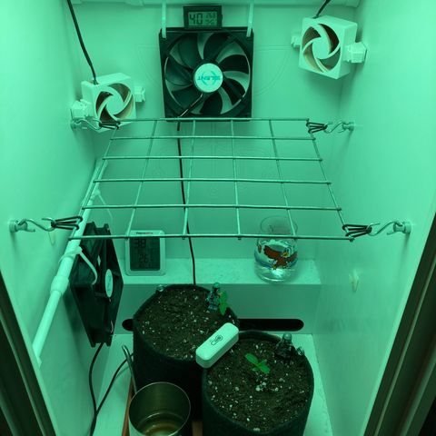 Minigrow One LSD25/CherryCola auto „Mando-Boba-Guard“ growlog timeline photo