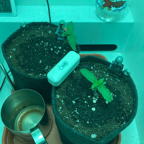 Minigrow One LSD25/CherryCola auto „Mando-Boba-Guard“ growlog timeline photo