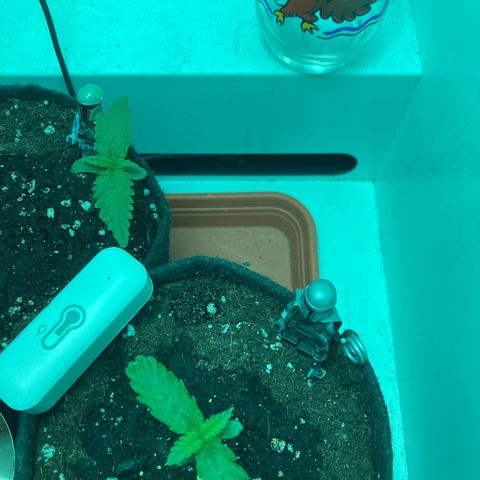 Minigrow One LSD25/CherryCola auto „Mando-Boba-Guard“ growlog timeline photo