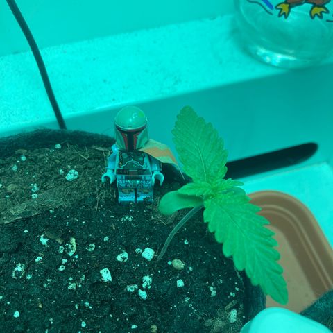 Minigrow One LSD25/CherryCola auto „Mando-Boba-Guard“ growlog timeline photo