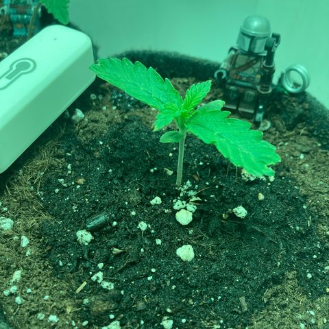 Minigrow One LSD25/CherryCola auto „Mando-Boba-Guard“ growlog timeline photo