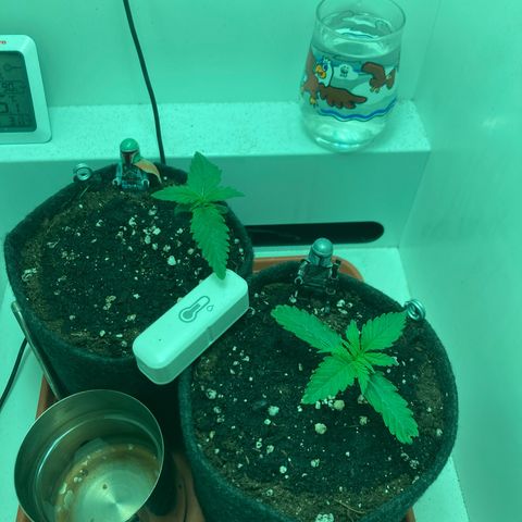 Minigrow One LSD25/CherryCola auto „Mando-Boba-Guard“ growlog timeline photo