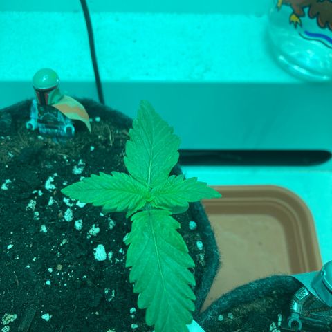 Minigrow One LSD25/CherryCola auto „Mando-Boba-Guard“ growlog timeline photo