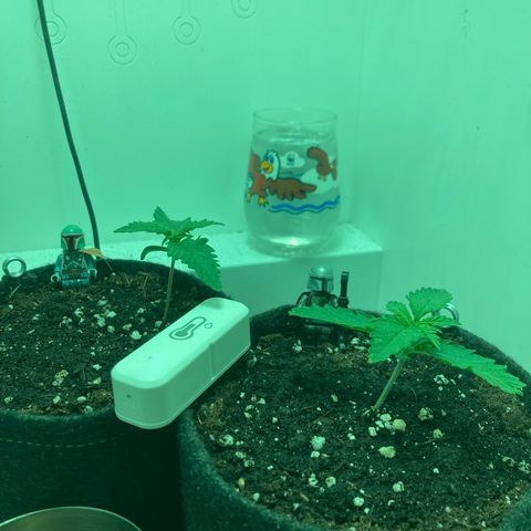 Minigrow One LSD25/CherryCola auto „Mando-Boba-Guard“ growlog timeline photo