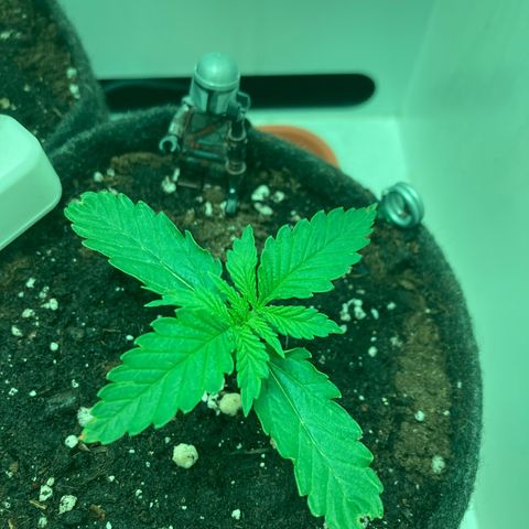 Minigrow One LSD25/CherryCola auto „Mando-Boba-Guard“ growlog timeline photo
