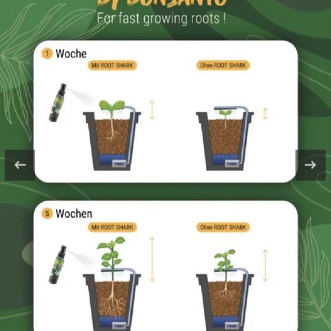 Minigrow One LSD25/CherryCola auto „Mando-Boba-Guard“ growlog timeline photo