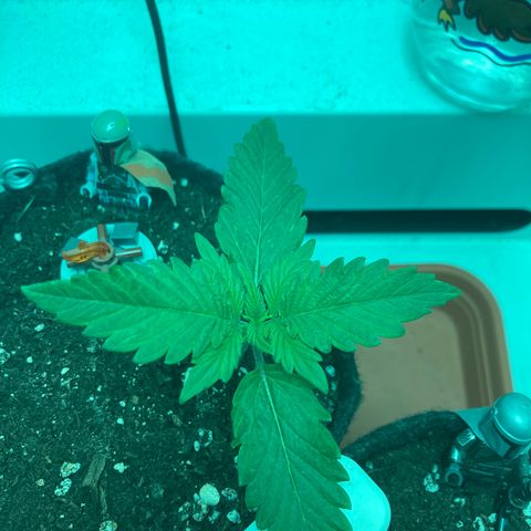Minigrow One LSD25/CherryCola auto „Mando-Boba-Guard“ growlog timeline photo