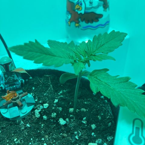 Minigrow One LSD25/CherryCola auto „Mando-Boba-Guard“ growlog timeline photo