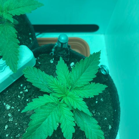 Minigrow One LSD25/CherryCola auto „Mando-Boba-Guard“ growlog timeline photo