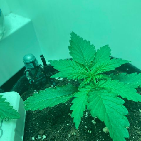 Minigrow One LSD25/CherryCola auto „Mando-Boba-Guard“ growlog timeline photo