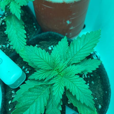 Minigrow One LSD25/CherryCola auto „Mando-Boba-Guard“ growlog timeline photo