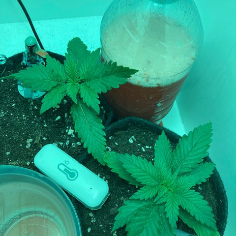 Minigrow One LSD25/CherryCola auto „Mando-Boba-Guard“ growlog timeline photo