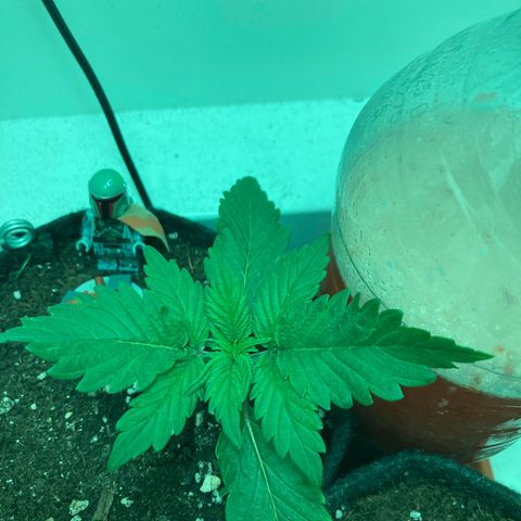 Minigrow One LSD25/CherryCola auto „Mando-Boba-Guard“ growlog timeline photo