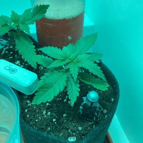 Minigrow One LSD25/CherryCola auto „Mando-Boba-Guard“ growlog timeline photo