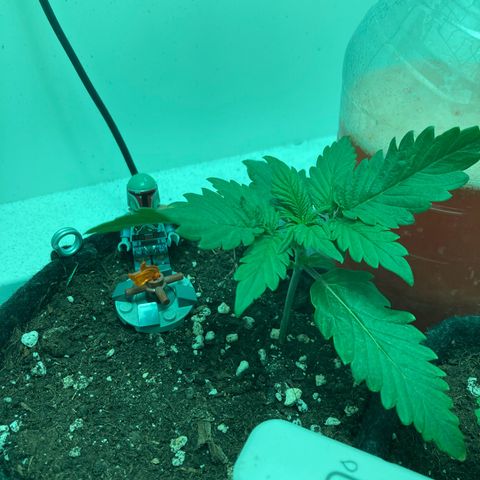 Minigrow One LSD25/CherryCola auto „Mando-Boba-Guard“ growlog timeline photo