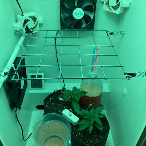 Minigrow One LSD25/CherryCola auto „Mando-Boba-Guard“ growlog timeline photo
