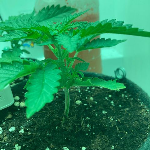 Minigrow One LSD25/CherryCola auto „Mando-Boba-Guard“ growlog timeline photo