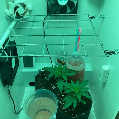 Minigrow One LSD25/CherryCola auto „Mando-Boba-Guard“ growlog timeline photo