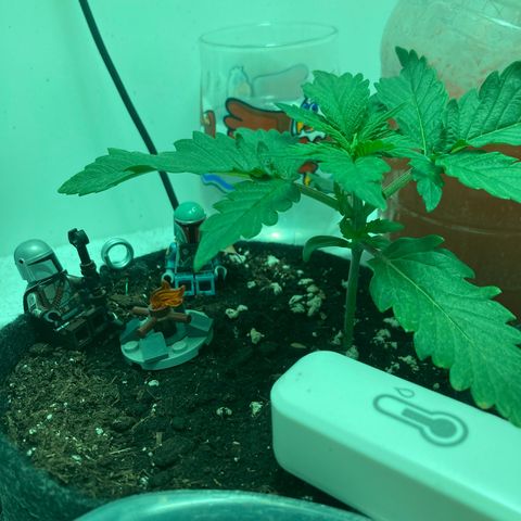 Minigrow One LSD25/CherryCola auto „Mando-Boba-Guard“ growlog timeline photo