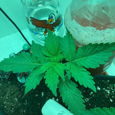 Minigrow One LSD25/CherryCola auto „Mando-Boba-Guard“ growlog timeline photo