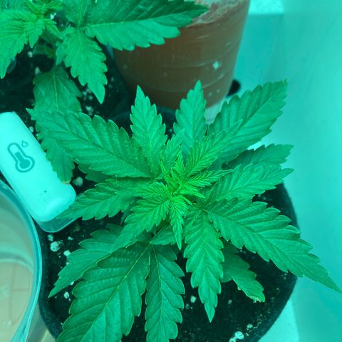 Minigrow One LSD25/CherryCola auto „Mando-Boba-Guard“ growlog timeline photo
