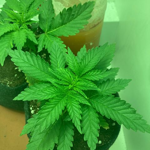 Minigrow One LSD25/CherryCola auto „Mando-Boba-Guard“ growlog timeline photo