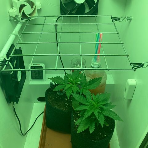 Minigrow One LSD25/CherryCola auto „Mando-Boba-Guard“ growlog timeline photo
