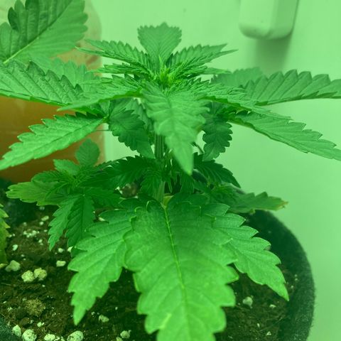 Minigrow One LSD25/CherryCola auto „Mando-Boba-Guard“ growlog timeline photo