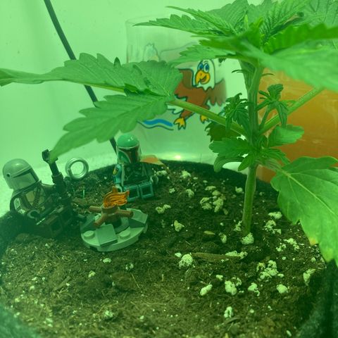 Minigrow One LSD25/CherryCola auto „Mando-Boba-Guard“ growlog timeline photo