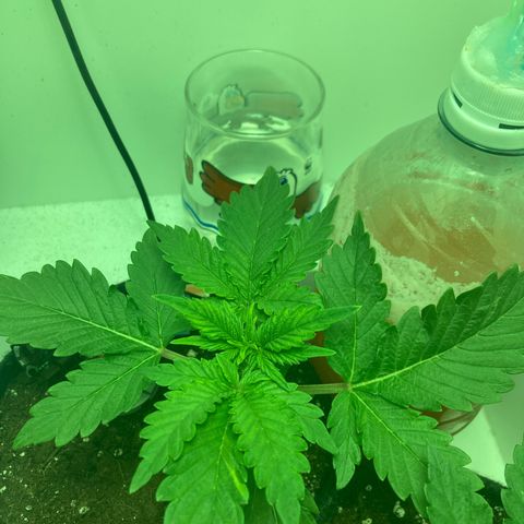Minigrow One LSD25/CherryCola auto „Mando-Boba-Guard“ growlog timeline photo