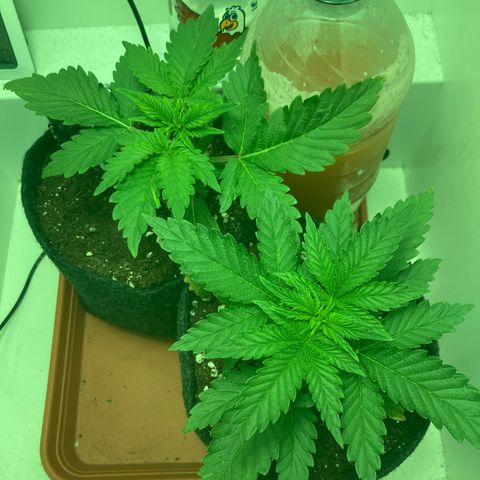 Minigrow One LSD25/CherryCola auto „Mando-Boba-Guard“ growlog timeline photo