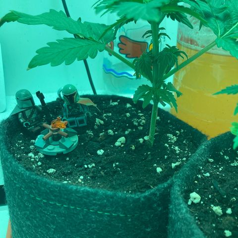 Minigrow One LSD25/CherryCola auto „Mando-Boba-Guard“ growlog timeline photo