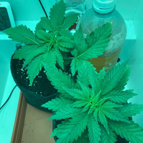 Minigrow One LSD25/CherryCola auto „Mando-Boba-Guard“ growlog timeline photo