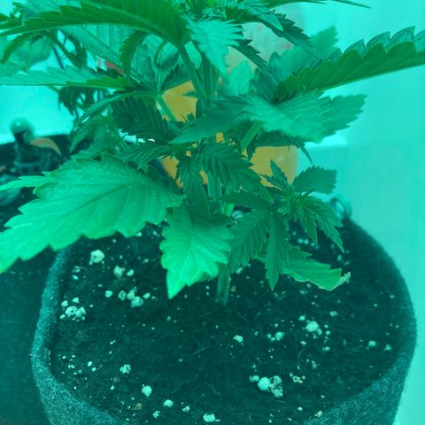 Minigrow One LSD25/CherryCola auto „Mando-Boba-Guard“ growlog timeline photo