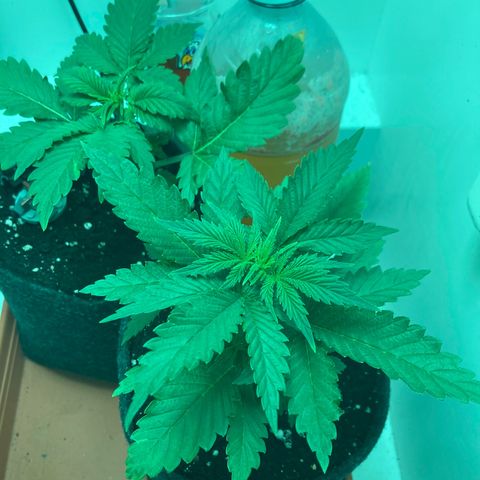 Minigrow One LSD25/CherryCola auto „Mando-Boba-Guard“ growlog timeline photo