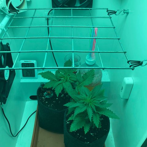 Minigrow One LSD25/CherryCola auto „Mando-Boba-Guard“ growlog timeline photo