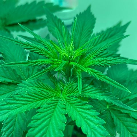 Minigrow One LSD25/CherryCola auto „Mando-Boba-Guard“ growlog timeline photo