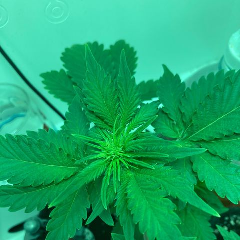 Minigrow One LSD25/CherryCola auto „Mando-Boba-Guard“ growlog timeline photo