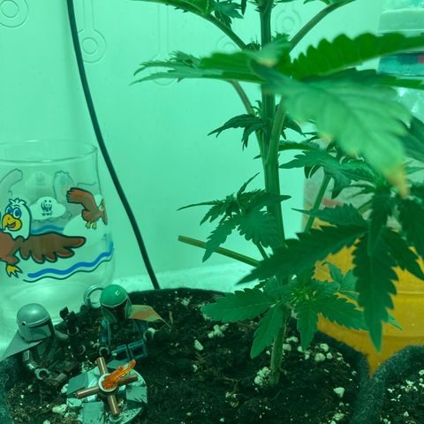 Minigrow One LSD25/CherryCola auto „Mando-Boba-Guard“ growlog timeline photo