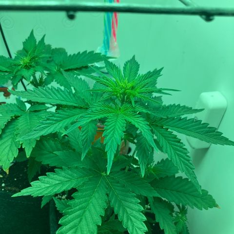 Minigrow One LSD25/CherryCola auto „Mando-Boba-Guard“ growlog timeline photo