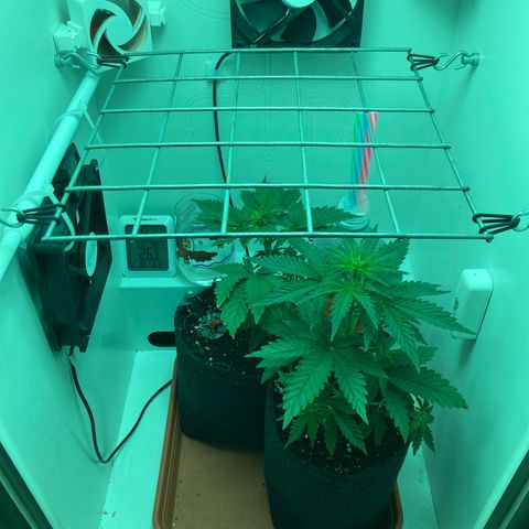 Minigrow One LSD25/CherryCola auto „Mando-Boba-Guard“ growlog timeline photo