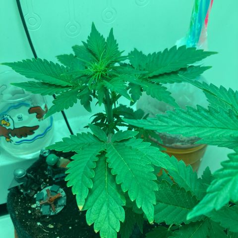 Minigrow One LSD25/CherryCola auto „Mando-Boba-Guard“ growlog timeline photo