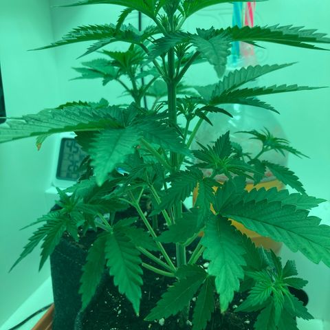 Minigrow One LSD25/CherryCola auto „Mando-Boba-Guard“ growlog timeline photo