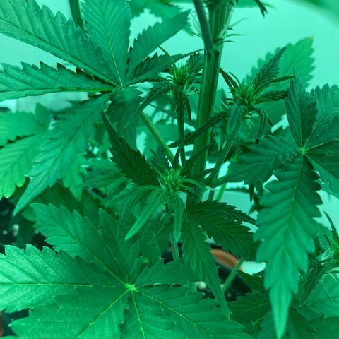 Minigrow One LSD25/CherryCola auto „Mando-Boba-Guard“ growlog timeline photo