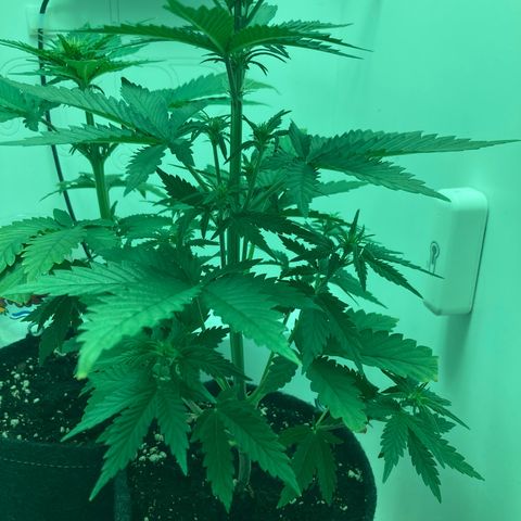 Minigrow One LSD25/CherryCola auto „Mando-Boba-Guard“ growlog timeline photo