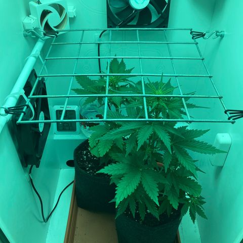 Minigrow One LSD25/CherryCola auto „Mando-Boba-Guard“ growlog timeline photo